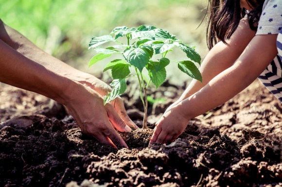 Young child helping her father to plant a young tree in the garden.