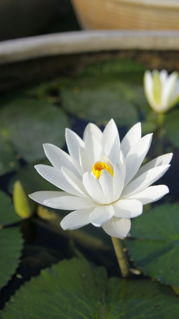 white lotus
