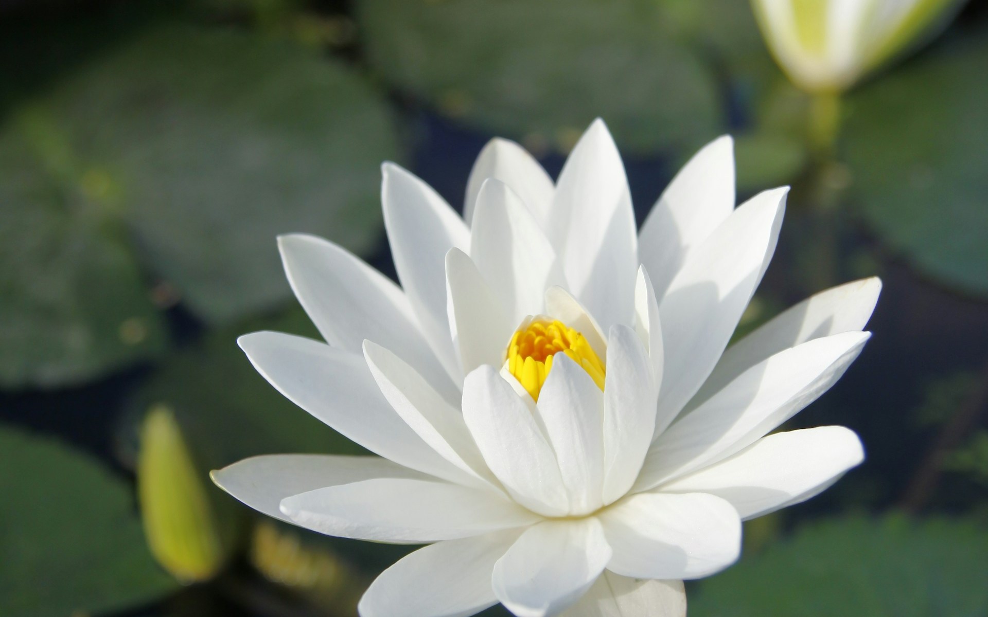 white lotus